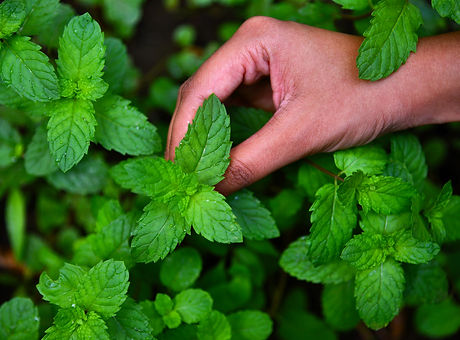 Mint herb