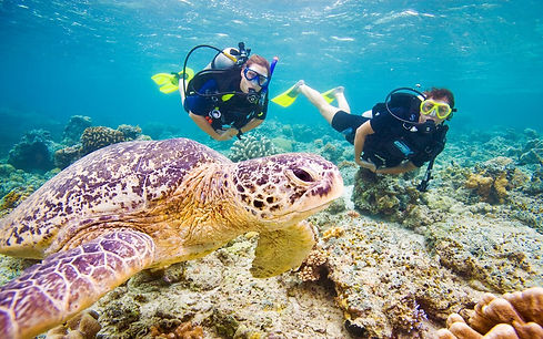 sea turtle dive.jpg