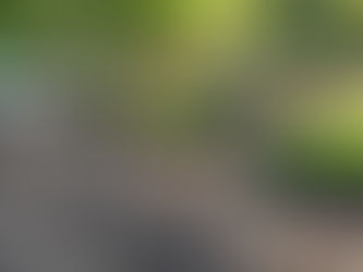 How Local Organic Farms Power Food Security and Environmental Wellness in Greensboro