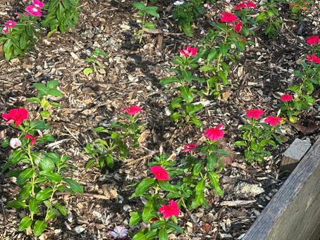 Mulching Made Simple: Keep Soil Moist and Plants Thriving in North Carolina