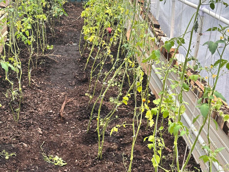 Catch the Rain: Simple, Sustainable Water Solutions for Your Home Garden