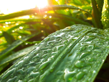 Why Rainwater Makes Farms Stronger: Simple Wins for Soil, Crops, and Community