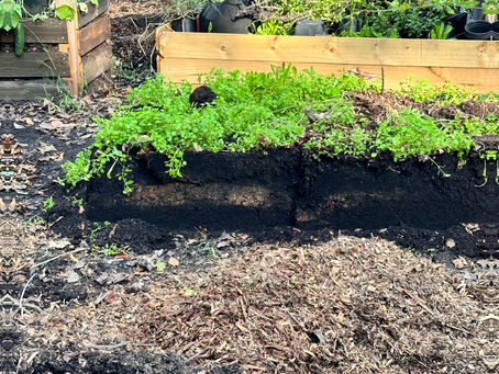 Worms at Work: Best Practices for Vermicomposting to Boost Soil Fertility