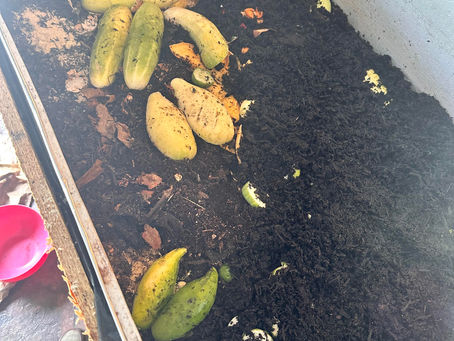 Flavor Starts in the Soil: Why Local Produce Tastes Better When We Care for the Earth First