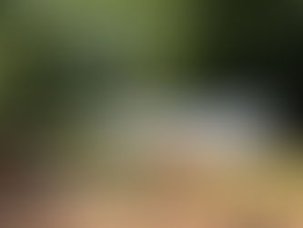 Sun-Powered Harvest: How Solar Shrinks Our Small Farm Footprint