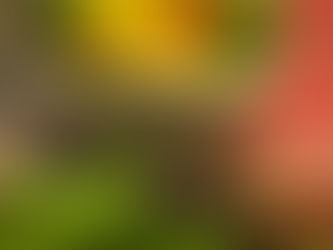 Local Organic, Lasting Impact: Why Supporting Farms Like Gerard’s Green Garden Benefits Your Health and the Environment