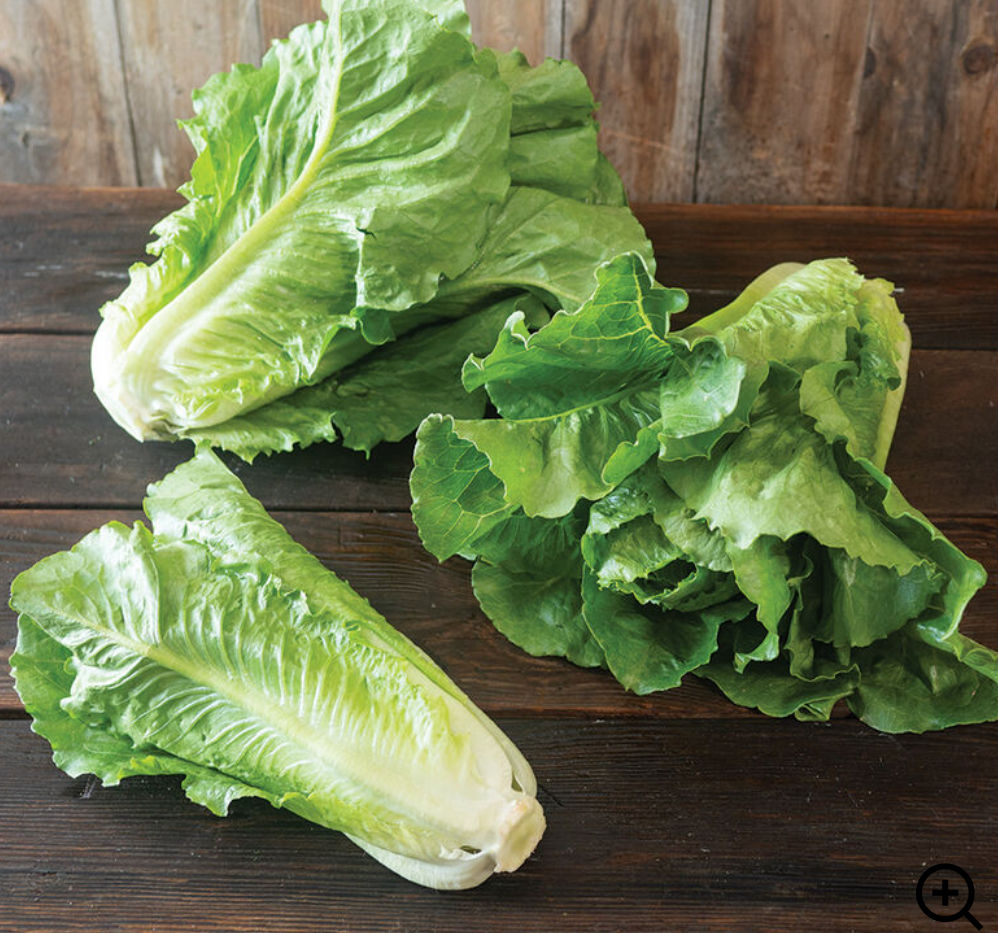 Romaine lettuce
