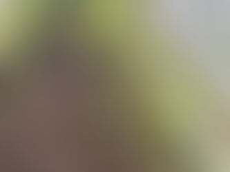 Harvest the Rain: How Recycling Rainwater Builds Healthy, Resilient Home Gardens