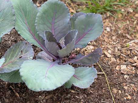 Soil Health: The Root of a Resilient, Sustainable Food Future in Greensboro