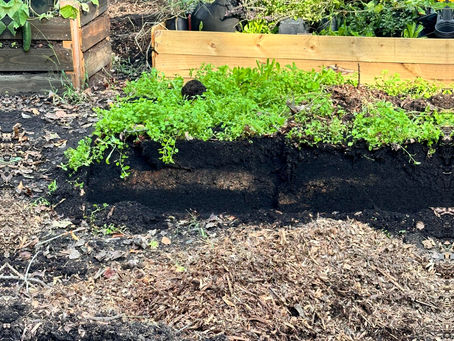 Mulch for Moisture: A Regenerative Guide for Greensboro Gardens