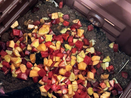 Worm Power in the City: Vermicomposting Benefits for Urban Gardens and Home Farms