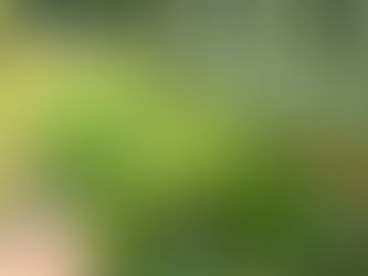 Harvest the Rain: Soil-Smart Water for Greensboro Gardens