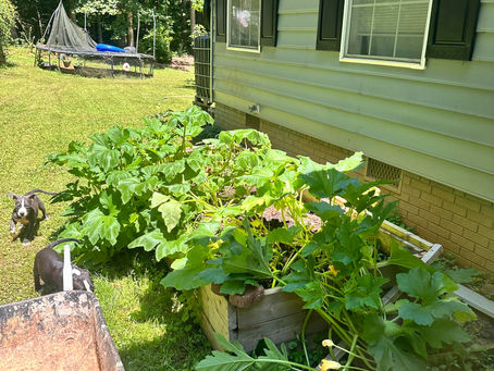 Sun-Powered Farming in Greensboro: How Solar Energy Feeds Our Fields and Our Future