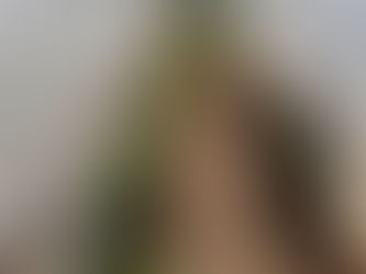 Sun-Powered Soil: How Solar Energy Fuels Regenerative Farming at Gerard's Green Garden