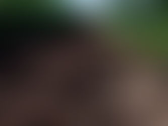 The Ultimate Guide to Regenerative Agriculture: Soil-First Practices for Greensboro Growers