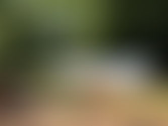 Rooted in Resilience: Why Regenerative Agriculture Matters for North Carolina’s Local Food Security