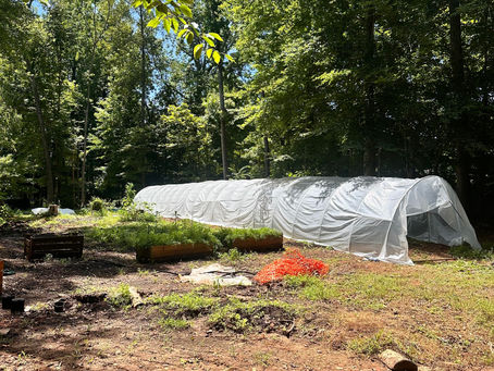 Rooted in Resilience: Why Regenerative Agriculture Matters for North Carolina’s Local Food Security