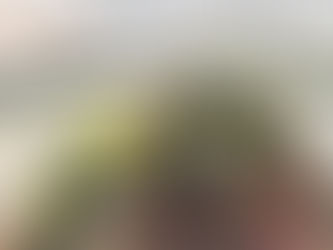 Plan Once, Harvest All Season: A Greensboro Guide to a Sustainable Garden