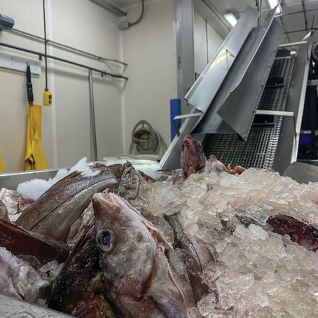 Fresh Off The Plane: Where does our favorite seafood come from?
