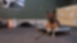 Working Dog Training Company