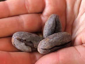Mano che mostra fave di cacao Criollo del Guatemala, leggermente riscaldate sul fuoco a legna prima della sbucciatura manuale, una fase del processo artigianale tree-to-block.