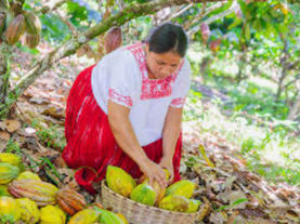 Cacao : Quand un Nouveau Monde Fait Racine
