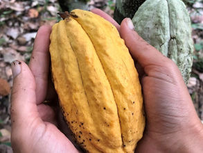 The Criollo Cacao A Living Treasure