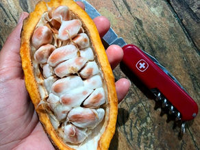 Gli attori svizzeri del cacao ~ Uno sguardo su una filiera discreta ma essenziale