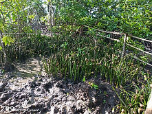 mangrove.jpg