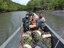 mangrove.jpg