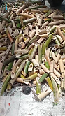 mangrove.jpg