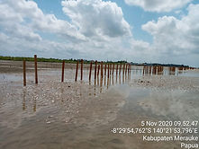 mangrove.jpg