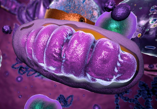 The Mitochondria - Important Keys to Aging and Chronic Disease