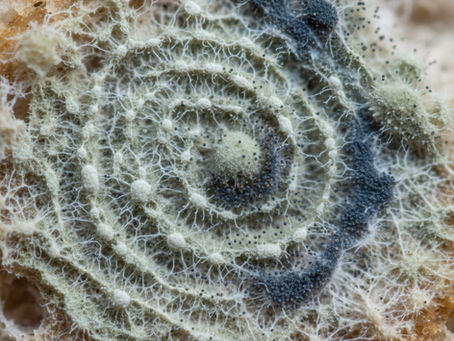 Symptoms associated with mold exposure can be difficult to recognize and may mimic a wide range of conditions. Early signs can be subtle and easily dismissed. By the time you see mold growth, you have most likely have been exposed to circulating mycotoxins for some time.