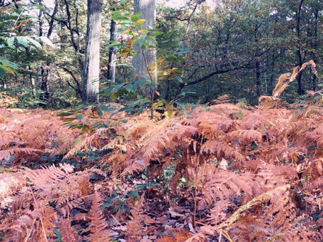 Immersion dans la nature
