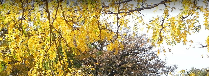 Autumn Trees During the Day