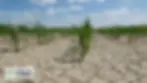 What is Dryland Farming, Importance, Practices