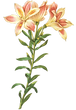Long%20Stem%20Flower%20Illustration%20_e