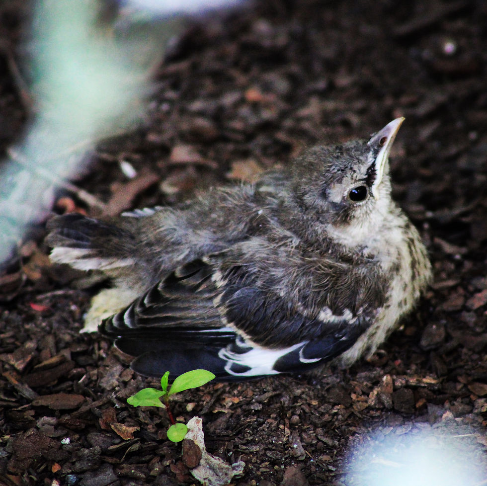 BABBY BIRD