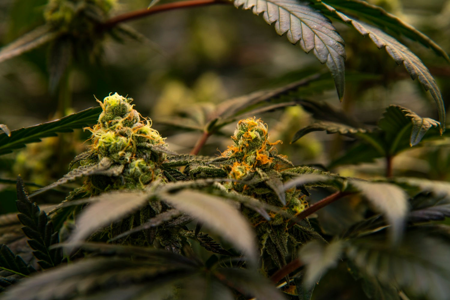 Budding nugs just weeks away from harvest- captured at the superbad inc. canna facility in California