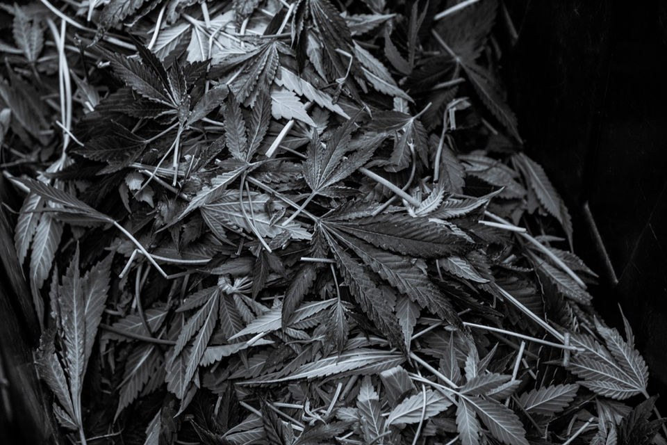 A closeup photograph of hemp, captured by award-winning product photographer Davron Bowman.