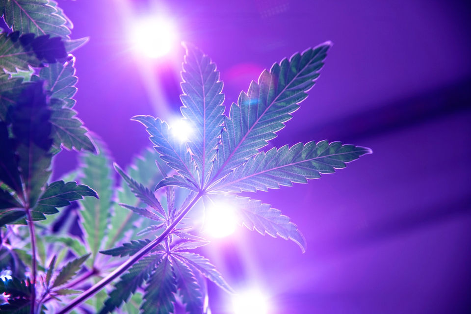 A vibrant artistic photograph of a canna leaf with bursts of light created by purple grow lights overhead.
