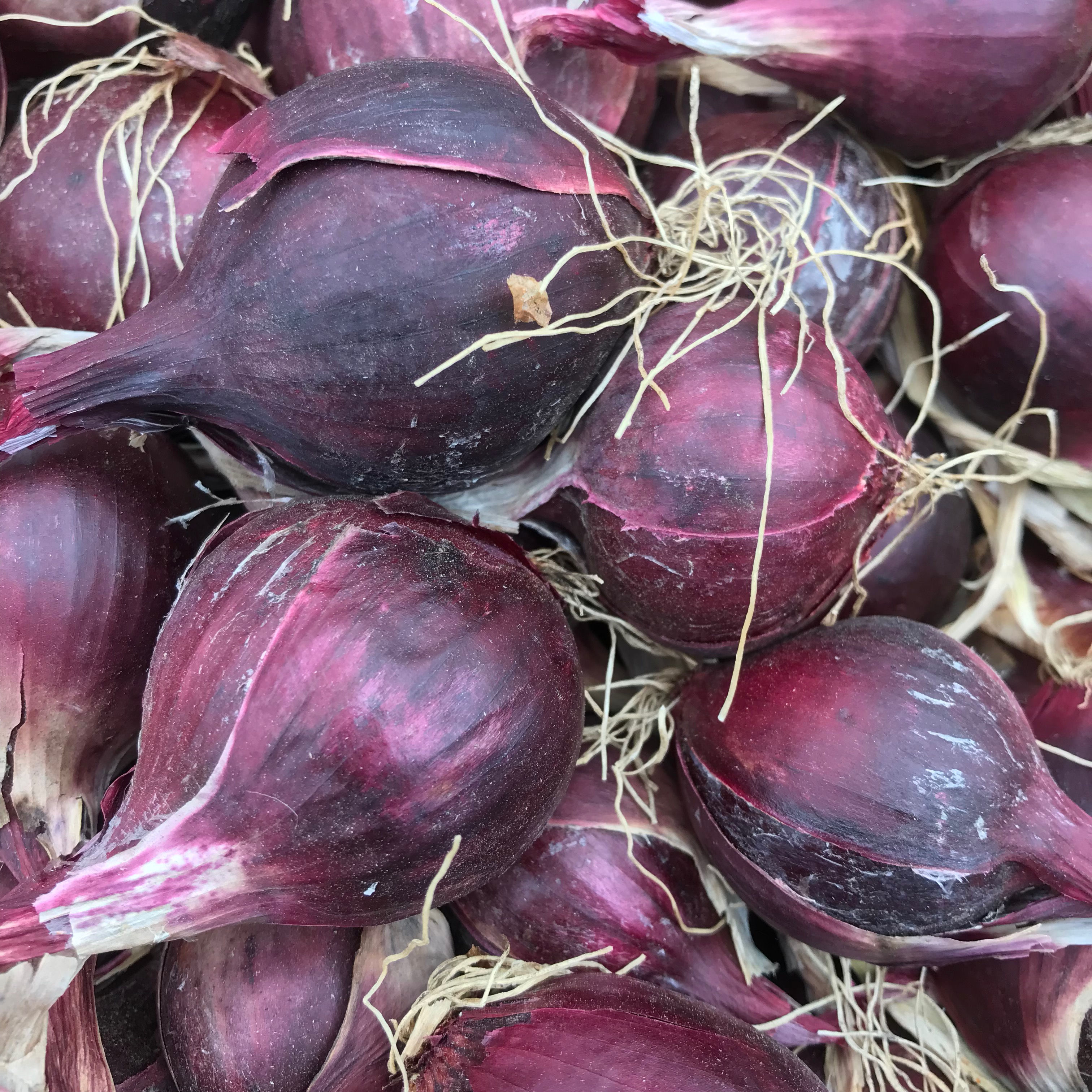 Rödlök KRAV-certifierad