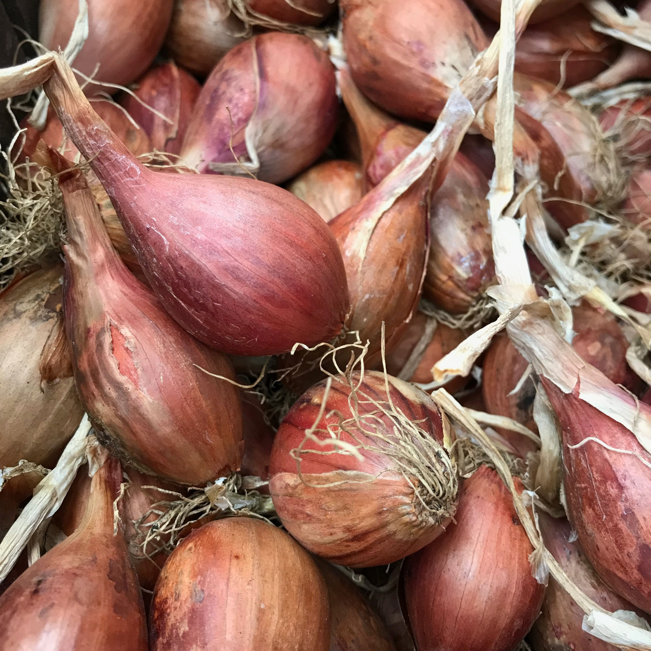 Schalottenlök KRAV-certifierad