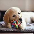 puppy.jpeg