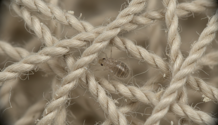 Microscope view of a dust mite among fabric fibers