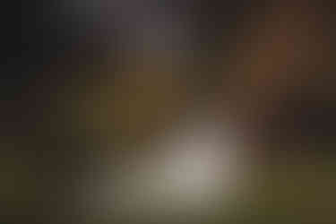 Cinematic autumn wedding portraits at Balbirnie House Hotel Scotland