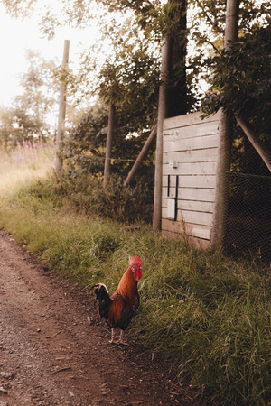 Scottish countryside wedding venue at The Free Company, Balerno, photographed by an Edinburgh wedding photographer.