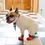 Thumbnail: Dog Christmas Socks - 4 Pack