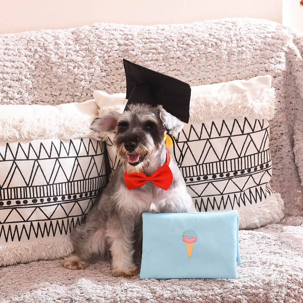 Miniaturbild: Pooch Academy-Laptop